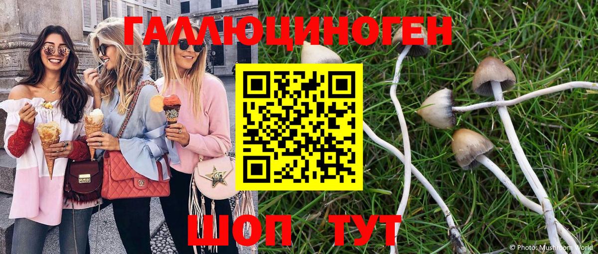 Псилоцибиновые грибы Psilocybe  Чапаевск 